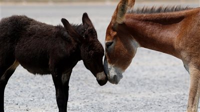 ضبط مزارع يذبح الحمير ويبيعها للمواطنين على أنها لحوم أبقار بالإسماعيلية