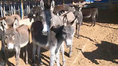 شهود عيان يروون تفاصيل ضبط مزرعة بالإسماعيلية تذبح الحمير (فيديو)