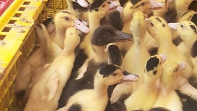 توزيع 43 ألفا و540 طائر بمشروع تربية البط في البحيرة (صور)