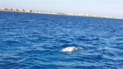 حملات مكثفة للعثور عليها.. التفاصيل الكاملة لنفوق 