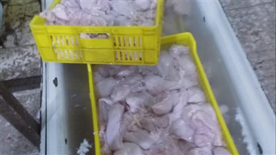 ضبط 8.6 طن دواجن ومشتقاتها غير صالحة للاستخدام الآدمي ببشتيل 