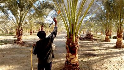 فحص 581 ألفا و843 نخلة لمكافحة سوسة النخيل بقنا 