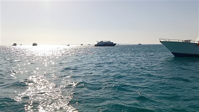 طوله 3 أمتار.. ظهور حوت ضخم جنوب مرسي علم (فيديو)