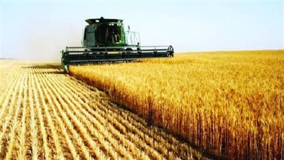 الزراعة: نستهدف وصول مساحة زراعة القمح لـ3.5 مليون فدان (فيديو)