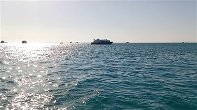 باحث بيئي يكشف تفاصيل ظهور حوت ضخم بمياه 