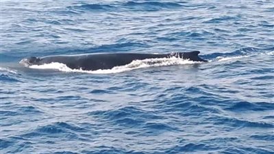 قبل قمة المناخ.. انتعاشة سياحية بالمدن الساحلية