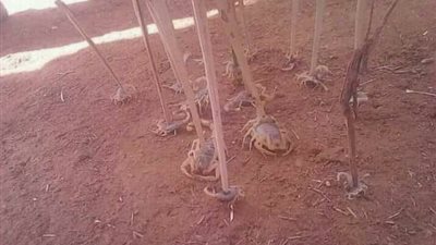 التفاصيل الكاملة لهجوم العقارب على أهالي أسوان