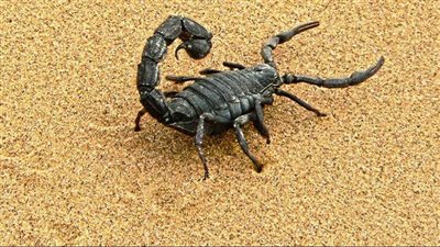 لأهالي أسوان.. طرق آمنة للوقاية من لدغات العقارب بعد موجة الطقس السيئ