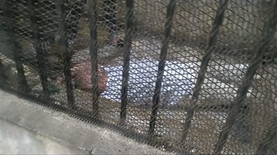 داخل القفص.. إغماء إمام مسجد متهم بهتك عرض طفلة بعد الحكم بالمؤبد بالدقهلية