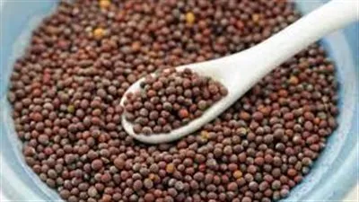 طبيب يفجر مفاجأة عن فوائد بذور الخردل في العلاج