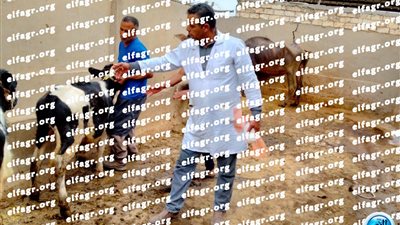 تحصين 48 ألفا و473 رأس ماشية ضد الحمى القلاعية والوادي المتصدع بكفر الشيخ 