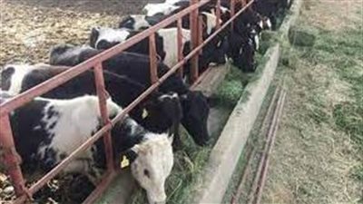 الزراعة: تمويل المشروع القومي للبتلو وصل إلى 8 مليار و263 مليون جنيه