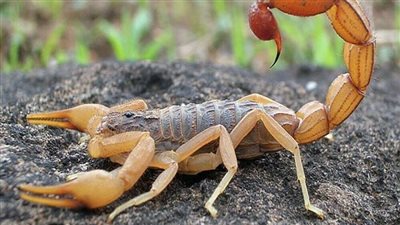 أخطر العقارب في أسوان.. وطرق التعامل معها