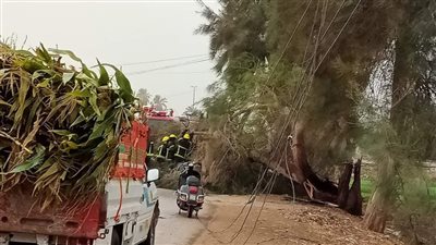 الحماية المدنية تفتح طريقا بعد إغلاقه بسبب سقوط شجرتين بالفيوم