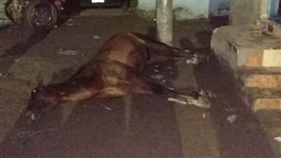 نفوق حصان صعقًا بالكهرباء في دمياط