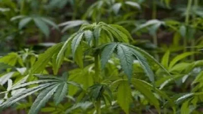 عبر أوبر إيتس.. كندا تسمح بتوصيل 