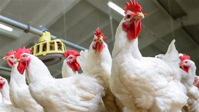 شعبة الدواجن: التسعير العادل أكبر مشكلة تواجه الصناعة