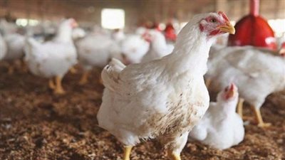 عميد الطب البيطري يقدم نصائح لتربية الدواجن في الشتاء