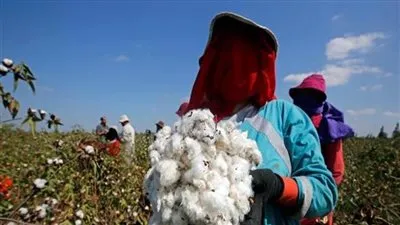 عاجل.. نجاح زراعة القطن قصير التيلة في مصر للعام الثاني على التوالي 