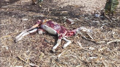 العثور على 13 حمارًا مذبوحًا في زراعات بني سويف.. والطب البيطري: تستخدم فى الأدوية الجنسية (صور)