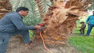 الزراعة:تواصل مكافحة سوسة النخيل في منطقة المغرة بالتعاون مع شركة الريف المصري