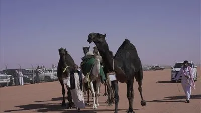 غدا ولمدة 40 يوما.. انطلاق مهرجان الملك عبدالعزبز للإبل بنسخته السادسة 