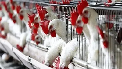 عميد زراعة عين شمس: 100 مليار جنيه حجم صناعة الدواجن بمصر(فيديو)