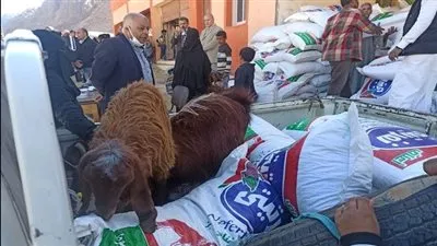 توزيع مشروعات الاغنام على المستفيدين من برنامج تكافل فى سانت كاترين