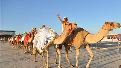 قبلة وفاء تلخص فرحة الفائز بفرديته في المركز الأول في منافسات مفاريد مجاهيم الإبل