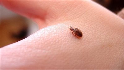 تنبيهات للمسافرين.. كل ما تريد معرفته عن حشرة بق الفراش وطرق مكافحتها