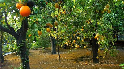 خبير: ارتفاع أسعار الشحن الدولي أثرت على تصدير الموالح المصرية