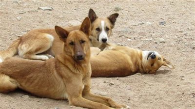 تعرف على تفاصيل أول حكم بتغريم مواطن بسبب كلب (فيديو)