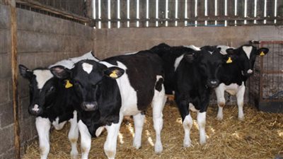 البنك الزراعي يكشف تفاصيل مبادرة 