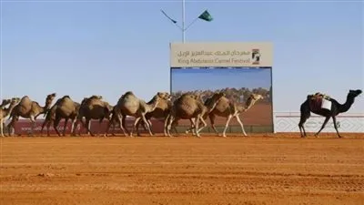 3 بوابات وتدابير يومية تُسهل مهمة مُلاك الإبل