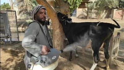 الكشف وإجراء عمليات لـ ٣٤٠٩ حيوانات مجانًا بالحملة القومية للقوافل البيطرية في الأقصر