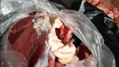 بيطري الأقصر تضبط كميات من اللحوم المذبوحة خارج السلخانة بحملات متفرقة 