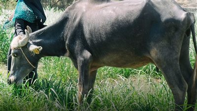 متابعة شهرية لرؤوس مواشي الأسر الأولى بالرعاية في محافظة أسوان