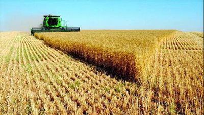 مصر تسلك طريق الاكتفاء الذاتي من القمح لضمان استقرار السوق 