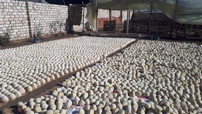 قرار جديد من النيابة بشأن مصنع جبن المنوفية