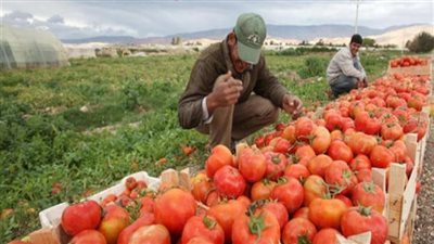 شعبة الخضر والفاكهة: 5 ملايين طن اجمالي الصادرات الزراعية للخارج (فيديو)