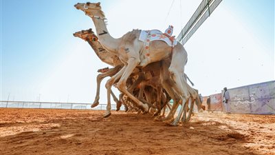العجمي ينتزع أول الوضح في منافسات سيف الملك بمهرجان المؤسس للإبل
