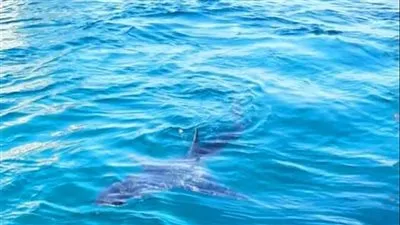 ظهور سمكة قرش بالشواطئ.. مدير محميات البحر الأحمر يكشف التفاصيل 