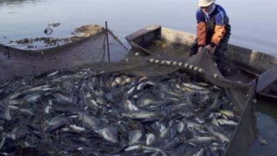 رئيس الثروة السمكية: تشديد عقوبات الصيد بطرق غير شرعية (فيديو)