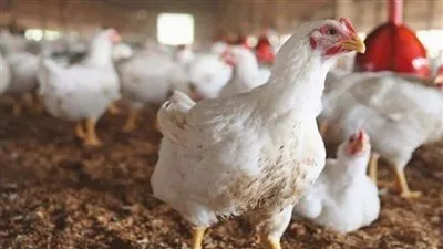 رئيس قطاع الثروة الداجنة يحذر من تأثير البرودة على الدواجن 