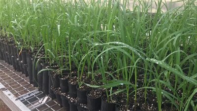 هيئة تنمية الصعيد تكشف تفاصيل إنشاء محطة لإنتاج شتلات قصب السكر (فيديو)