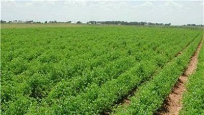 مطالب بترفيق أراضي بئر العبد ورابعة لزراعتها (فيديو)