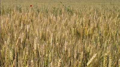 بيان عاجل من الحكومة بشأن تراجع المساحة المنزرعة من القمح 