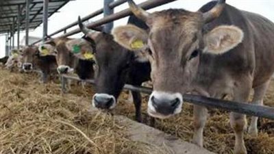 الزراعة: نبحث إضافة سلالات محسنة لصغار المزارعين ضمن 