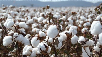 محمد خضر: القطن المصري بدأ يعود لسابق عهده (فيديو)