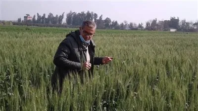 التركاوي: زراعة 126 ألف فدان قمح وتوزيع 20 ألف طن أسمدة بالمنوفية 